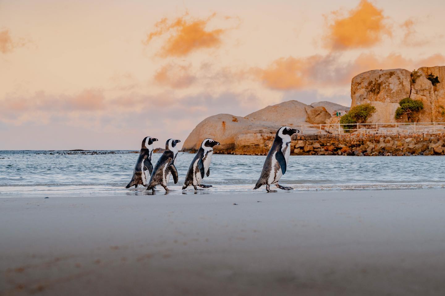 📸 Photographier un voyage, c’est vivre des instants de dingue et en garder de jolis souvenirs pour le reste de sa vie, comme ici à Boulders Beach, l’une des plages les plus visitées en Afrique du Sud, sur laquelle on peut observer une colonie de manchots super mims 🥰🐧
#capetown #capetownsouthafrica #bouldersbeach #visitcapetown #digitalnomade #frenchcontentcreator #capetownlife #wildlife #freelancephotographer #bouldersbeachpenguins #penguinsofinstagram